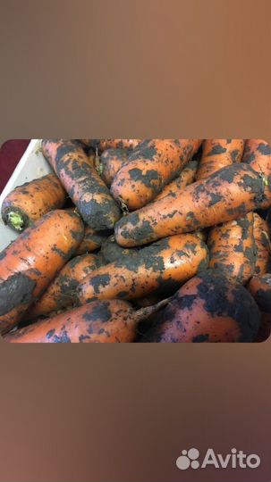 Продам оптом и в розницу