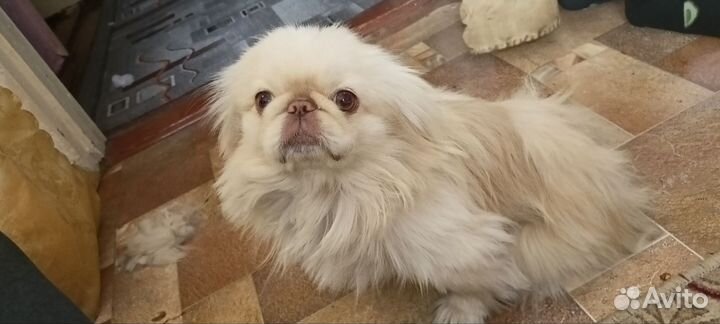 Вязка пекинес