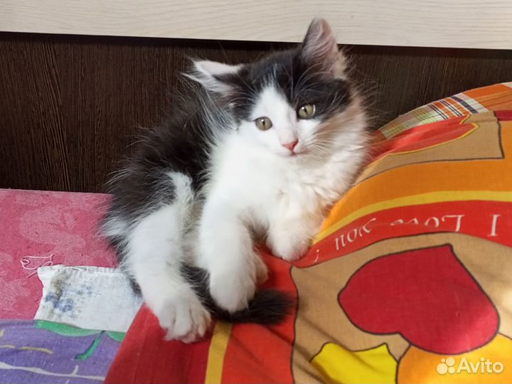Котенок 2 месяца девочка
