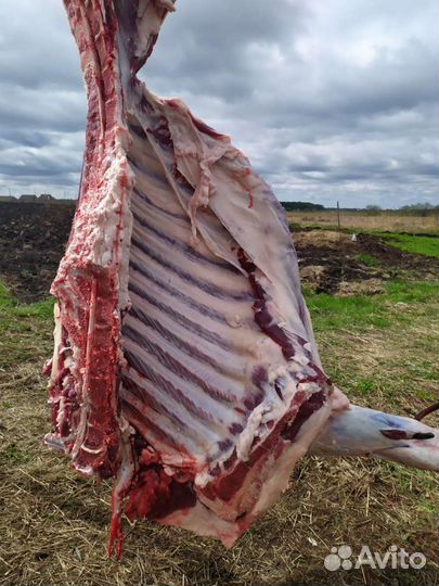 Мясо молод.говядина. Халяль