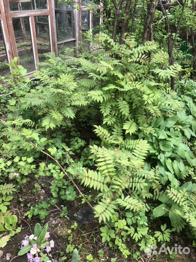 Декоративные кустарники и саженцы деревьев