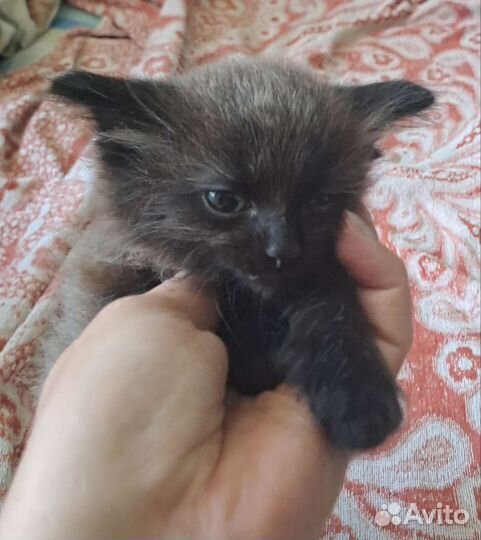Котёнок невская маскарадная (помесь)