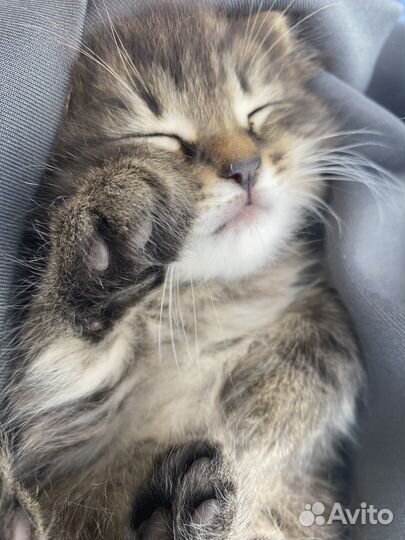 Отдам бесплатно котят