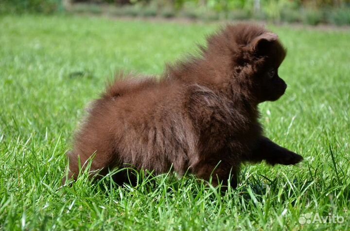 Щенок шпица