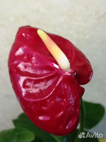 Домашние растения