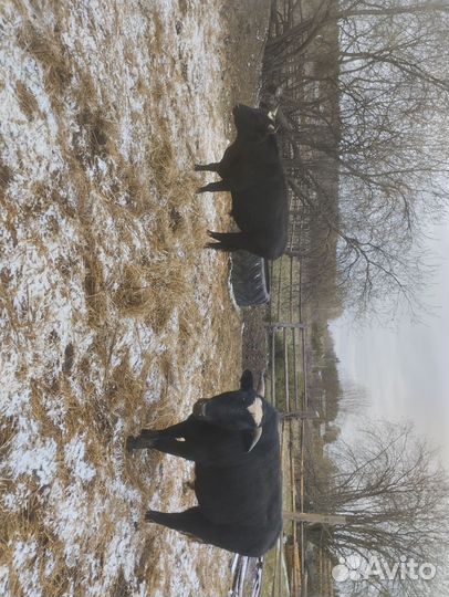 Продам быков, возраст 1.7