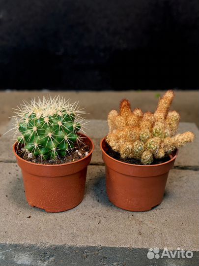 Кактус Набор