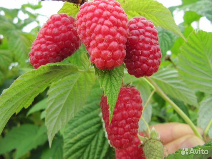 Саженцы малины