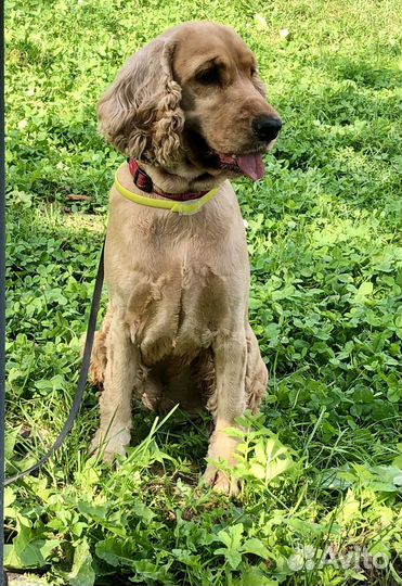 Зоогостиница. Догситтер. Няня кошки