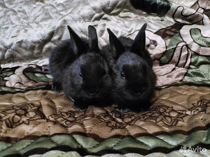 Карликовые крольчата