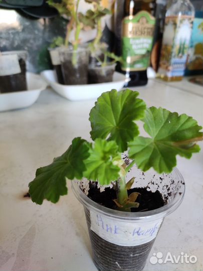 Пеларгония герань