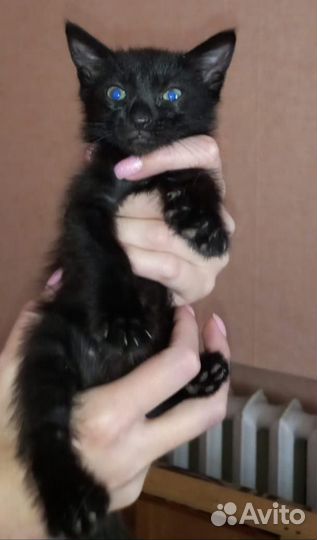 Отдам котят