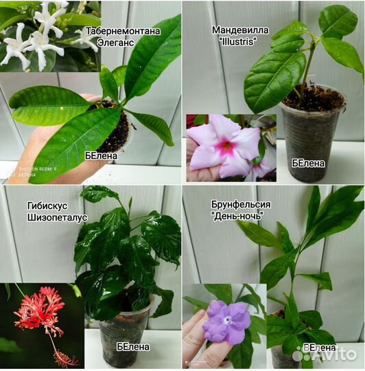 Красивоцветущие