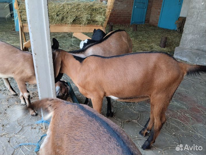 Козочки нубийские