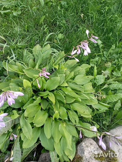 Хоста растение