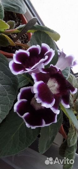 Глоксиния лист