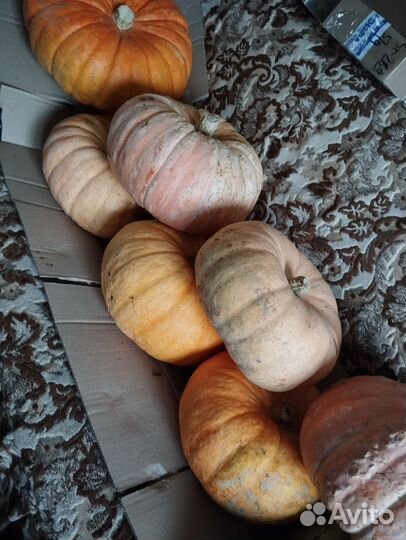 Огурцы соленые, тыква, чеснок