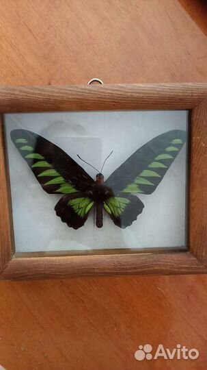 Бабочки в рамках Новая Гвинея