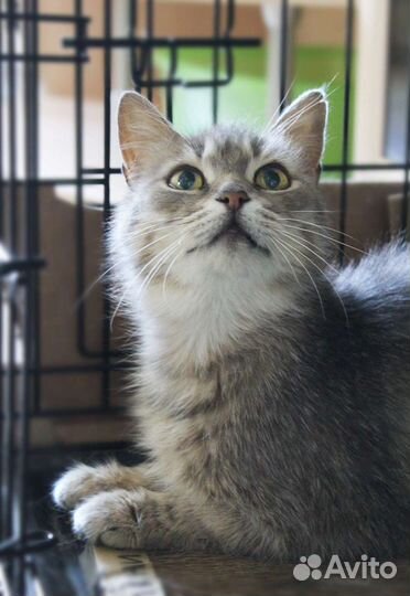 Подарите шанс стать домашней