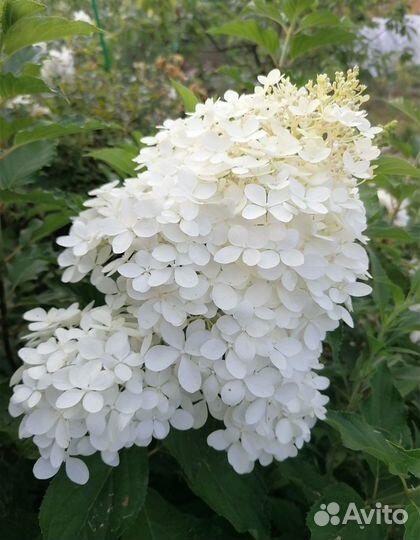 Продам саженцы метельчатых гортензий
