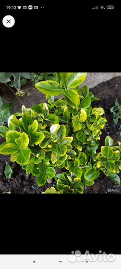 Бересклет форчуна