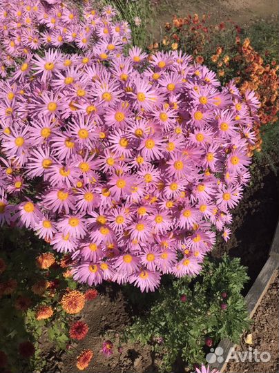 Октябринки, хризантема