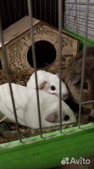 Продам морских свинок -Калифорнийский Тедди