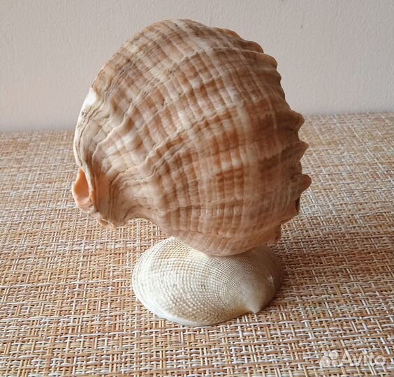 Ракушки морские: поделки «сочи», «подставка»