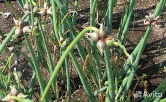 Лук многоярусный многолетний