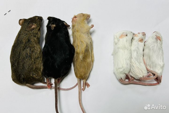 Замороженные корма