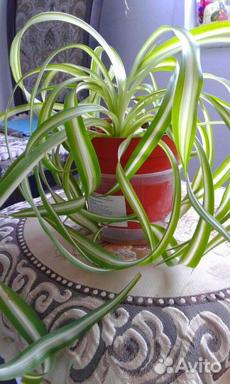 Хлорофитум