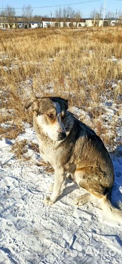 Собаки бесплатно