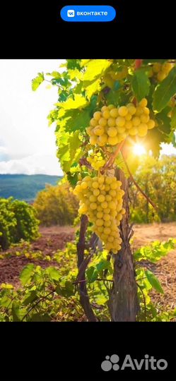 Виноград разных сортов