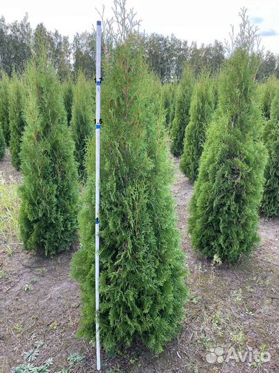 Саженцы Туи Смарагд 1,6-1,7м, (туя экстра класс)