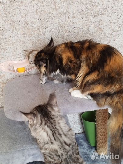 Котëнок мейн-кун