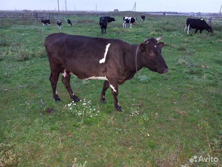 Корова, нетели, быки