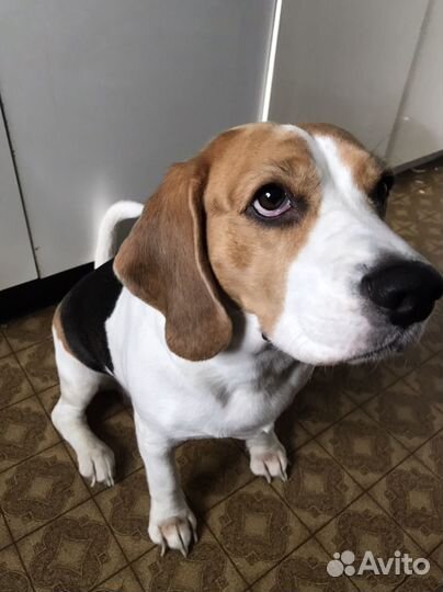 Бигль отдам бесплатно