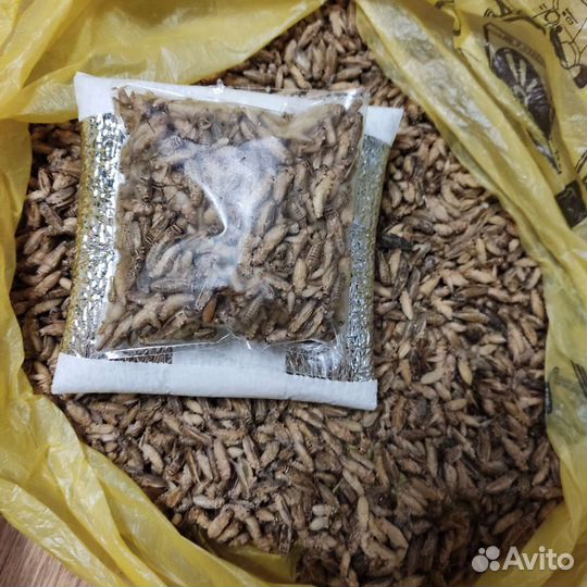 Замороженные сверчки