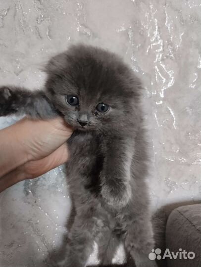 Шотландская