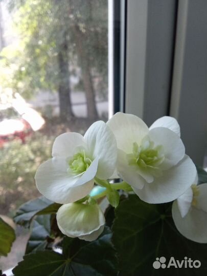 Бегонии разные цвета