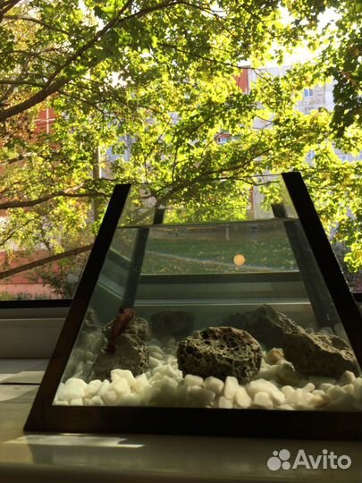 Аквариум-Лампа съемный