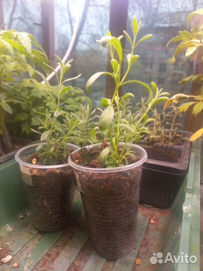 Лаванда узколистная зимостойкая