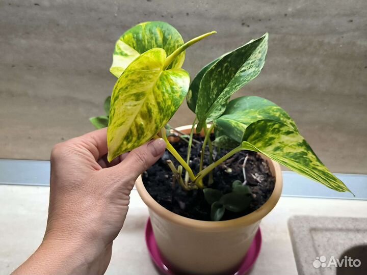 Комнатные цветы. Цена за всё