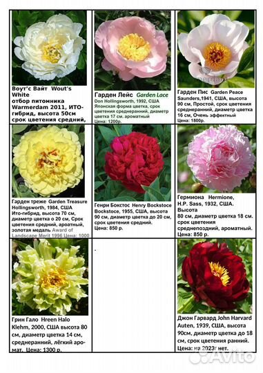 Пионы саженцы