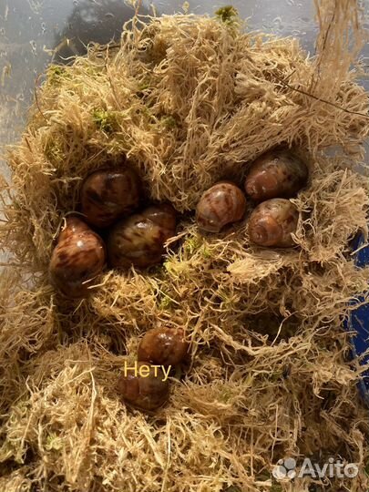 Продам улиток архахатина маргината сутуралис