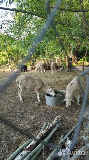 Овцы бараны ягнята
