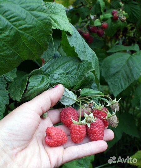 Саженцы малины