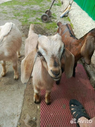 Козочки Козлики Козы дойные