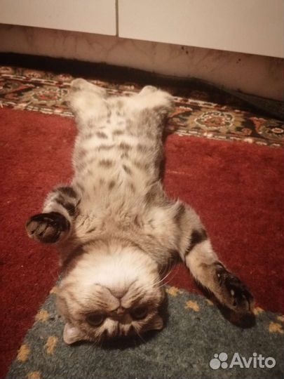 Кошка на вязку