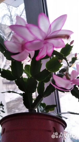 Декабрист розовый